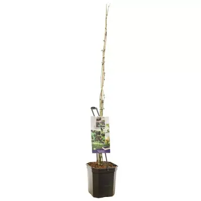 Rubus fruticosus 'Triple Crown' (Braam) fruitplant 150cm - afbeelding 2