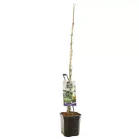 Rubus fruticosus 'Triple Crown' (Braam) fruitplant 150cm - afbeelding 2
