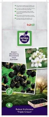 Rubus fruticosus 'Triple Crown' (Braam) fruitplant 60cm - afbeelding 4