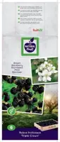 Rubus fruticosus 'Triple Crown' (Braam) fruitplant 60cm - afbeelding 4