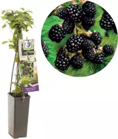 Rubus fruticosus 'Triple Crown' (Braam) fruitplant 60cm kopen?