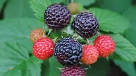 Rubus fruticosus 'Triple Crown' (Braam) fruitplant 60cm - afbeelding 5