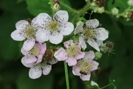 Rubus fruticosus 'Triple Crown' (Braam) fruitplant 60cm - afbeelding 5