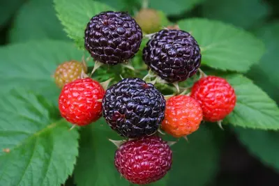 Rubus fruticosus 'Triple Crown' (Braam) fruitplant 65cm - afbeelding 5