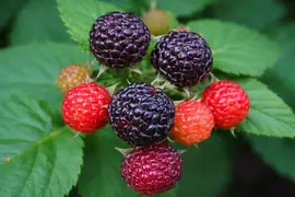 Rubus fruticosus 'Triple Crown' (Braam) fruitplant 65cm - afbeelding 5