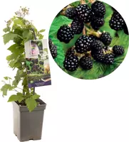 Rubus fruticosus 'Triple Crown' (Braam) fruitplant 65cm kopen?