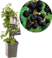 Rubus fruticosus 'Triple Crown' (Braam) fruitplant 65cm - afbeelding 1