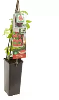 Rubus idaeus 'Autumn Bliss' (Framboos) fruitplant 60cm - afbeelding 2
