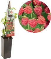 Rubus idaeus 'Autumn Bliss' (Framboos) fruitplant 60cm - afbeelding 1