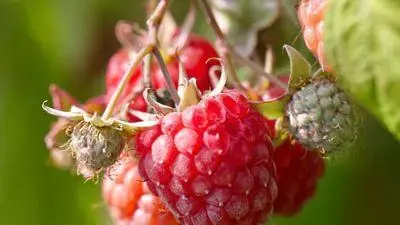 Rubus idaeus 'Autumn Bliss' (Framboos) fruitplant 60cm - afbeelding 5