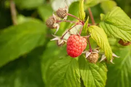 Rubus idaeus 'Autumn Bliss' (Framboos) fruitplant 65cm - afbeelding 7
