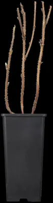 Rubus idaeus 'Autumn Bliss' (Framboos) fruitplant 65cm - afbeelding 6