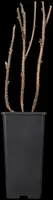 Rubus idaeus 'Autumn Bliss' (Framboos) fruitplant 65cm - afbeelding 6