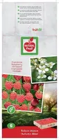 Rubus idaeus 'Autumn Bliss' (Framboos) fruitplant 65cm - afbeelding 3