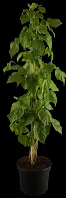 Rubus idaeus 'Autumn Bliss' (Framboos) fruitplant 65cm - afbeelding 5