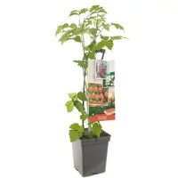 Rubus idaeus 'Autumn Bliss' (Framboos) fruitplant 65cm - afbeelding 1