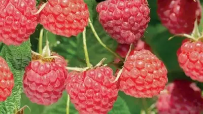 Rubus idaeus 'Autumn Bliss' (Framboos) fruitplant 65cm - afbeelding 4