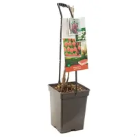 Rubus idaeus 'Autumn Bliss' (Framboos) fruitplant 65cm - afbeelding 2