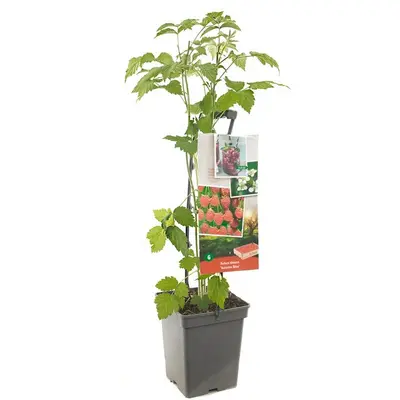 Rubus idaeus 'Autumn Bliss' (Framboos) fruitplant 65cm - afbeelding 1