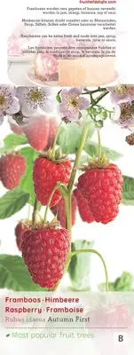 Rubus idaeus 'Autumn First' (Framboos) fruitplant 60cm - afbeelding 4