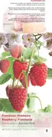 Rubus idaeus 'Autumn First' (Framboos) fruitplant 60cm - afbeelding 4