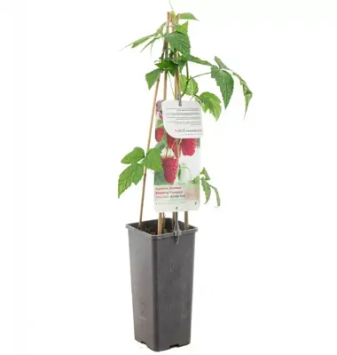 Rubus idaeus 'Autumn First' (Framboos) fruitplant 60cm - afbeelding 1