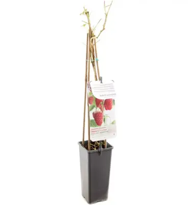 Rubus idaeus 'Autumn First' (Framboos) fruitplant 60cm - afbeelding 3