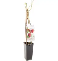 Rubus idaeus 'Autumn First' (Framboos) fruitplant 60cm - afbeelding 3