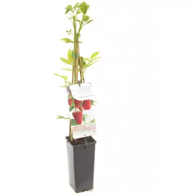 Rubus idaeus 'Autumn First' (Framboos) fruitplant 60cm - afbeelding 2