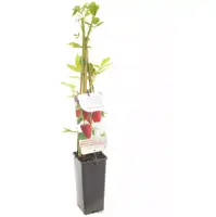 Rubus idaeus 'Autumn First' (Framboos) fruitplant 60cm - afbeelding 2