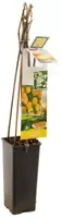 Rubus idaeus 'Fallgold' (Framboos) fruitplant 60cm - afbeelding 3