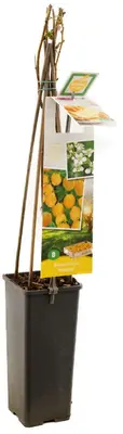 Rubus idaeus 'Fallgold' (Framboos) fruitplant 60cm - afbeelding 3