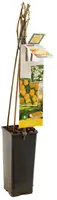Rubus idaeus 'Fallgold' (Framboos) fruitplant 60cm - afbeelding 3