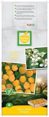 Rubus idaeus 'Fallgold' (Framboos) fruitplant 60cm - afbeelding 4
