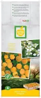 Rubus idaeus 'Fallgold' (Framboos) fruitplant 60cm - afbeelding 4