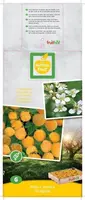 Rubus idaeus 'Fallgold' (Framboos) fruitplant 60cm - afbeelding 4