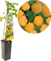Rubus idaeus 'Fallgold' (Framboos) fruitplant 60cm - afbeelding 1