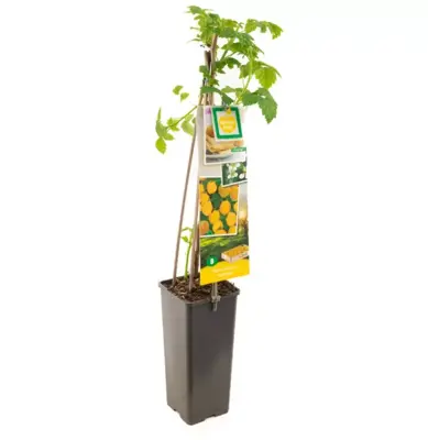 Rubus idaeus 'Fallgold' (Framboos) fruitplant 60cm - afbeelding 2