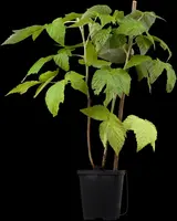 Rubus idaeus 'Fallgold' (Framboos) fruitplant 60cm - afbeelding 6