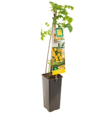 Rubus idaeus 'Fallgold' (Framboos) fruitplant 60cm - afbeelding 2