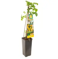 Rubus idaeus 'Fallgold' (Framboos) fruitplant 60cm - afbeelding 2