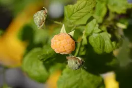 Rubus idaeus 'Fallgold' (Framboos) fruitplant 65cm - afbeelding 5