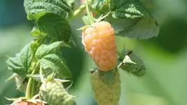 Rubus idaeus 'Fallgold' - haag (Framboos) fruitplant 75cm - afbeelding 3