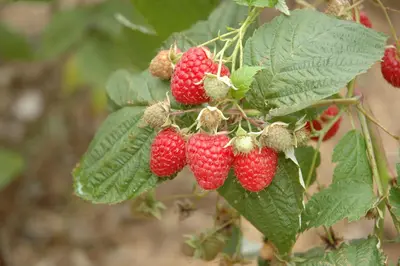 Rubus idaeus 'Glen Ample' (Framboos) fruitplant 60cm - afbeelding 6