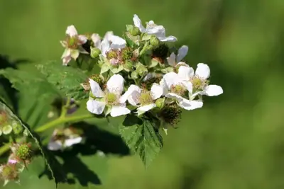 Rubus idaeus 'Glen Ample' (Framboos) fruitplant 60cm - afbeelding 5