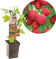 Rubus idaeus 'Glen Ample' (Framboos) fruitplant 65cm - afbeelding 1