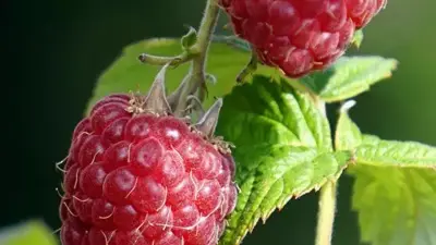 Rubus idaeus 'Glen Ample' (Framboos) fruitplant 65cm - afbeelding 5