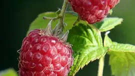 Rubus idaeus 'Glen Ample' (Framboos) fruitplant 65cm - afbeelding 5