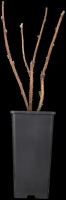 Rubus idaeus 'Heritage' (Framboos) fruitplant 60cm - afbeelding 6