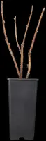 Rubus idaeus 'Heritage' (Framboos) fruitplant 60cm - afbeelding 6